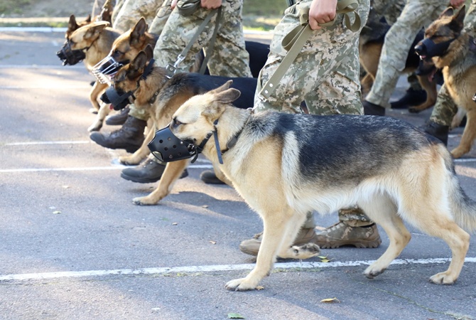 На параде ко Дню независимости Украины впервые пройдут служебные собаки 