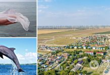 На популярном украинском курорте стало меньше медуз и появились дельфины. Видео