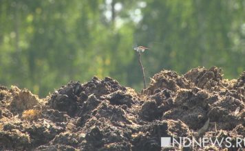 22-летний пастор хотел воскреснуть из мертвых, как Иисус. Он был похоронен заживо и умер