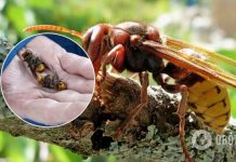 Дома Украинская атаковали шершни: что делать в случае укуса