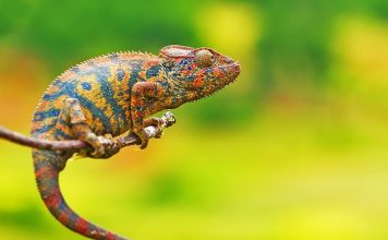 Этот робот меняет цвет, как хамелеон, чтобы слиться с окружающей средой