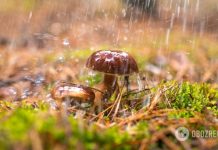 Теплый сентябрь и почти зима в ноябре: народный синоптик дал прогноз на осень