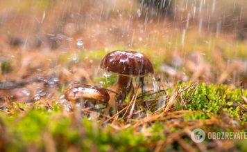 Теплый сентябрь и почти зима в ноябре: народный синоптик дал прогноз на осень