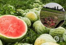 Херсонские фермеры уничтожают урожай арбузов: никто не хочет покупать даже за копейки. Видео