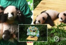 Китайский зоопарк показал панд-близнецов, родившихся 100 дней назад: объявлен конкурс на лучшие имена для детенышей. Фото