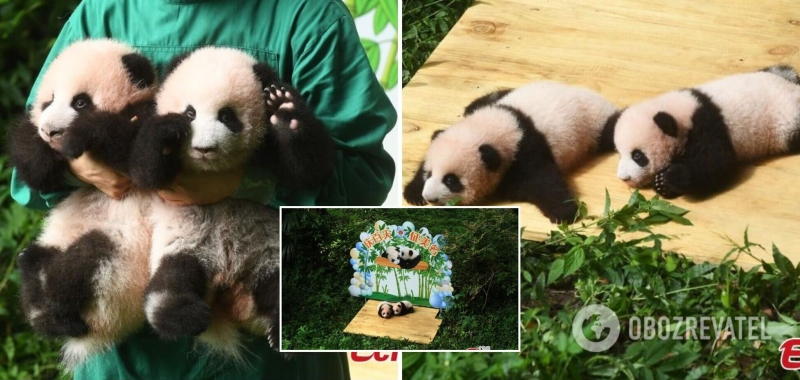 Китайский зоопарк показал панд-близнецов, родившихся 100 дней назад: объявлен конкурс на лучшие имена для детенышей. Фото