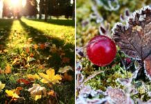 Погоду в Украине будет определять антициклон: синоптик дала детальный прогноз на понедельник