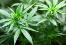 Панама легализовала марихуану