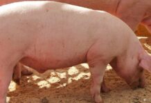 В Британии не хватает мясников для забоя свиней