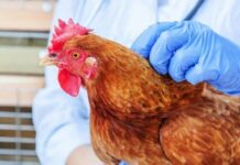 В Луганской области зафиксировали вспышку птичьего гриппа: в зоне наблюдения четыре села