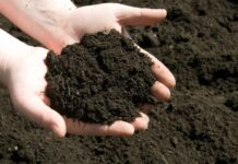 Плодородие почвы: понятие, для чего необходимо данное исследование