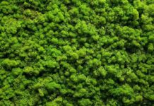 Стабилизированный мох: способ уникально украсить ваше помещение