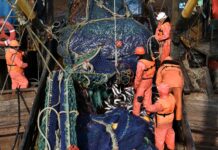 Добытчики минтая предупредили о риске срыва вылова из-за украинских судов