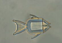 Микророботы-рыбы атакуют раковые клетки