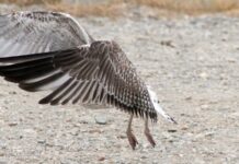 На израильском озере Хула погибли около двух тысяч журавлей