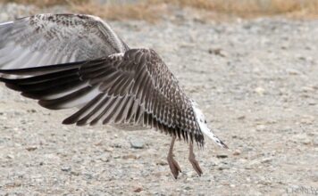 На израильском озере Хула погибли около двух тысяч журавлей