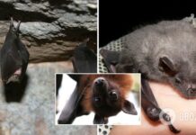 В Харькове на балконе многоэтажки поселилось более полутысячи летучих мышей. Видео