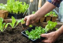 Удобрение бороплюс: преимущества, как использовать