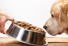 Выбираем кормушку для собаки