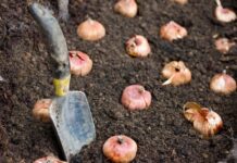 Луковицы садовых цветов: какие выбираем для своего сада