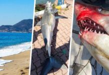 Акулу в Египте реабилитировали, несмотря на растерзанного туриста