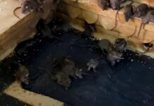 Бегают крысы и огромные тараканы: российская туристка приехала в Индонезию и резко захотела назад в Таиланд