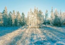 »Зима покажет характер»: синоптик рассказал, какой погоды ждать в Украине в феврале