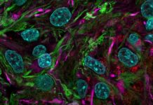 Исследователи разрабатывают «биокомпьютеры» на основе органоидов мозга