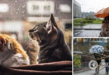 Весенний дождь и температура до +19: какой будет погода в Украине в воскресенье