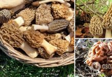 Гибнут десятки людей ежегодно: украинцев предупредили о ядовитых грибах, похожих на съедобные сморчки. Фото