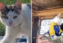 »Это разбивает сердце»: в Одесской области исчез боевой котик »Шайба», военный попросил о помощи. Фото