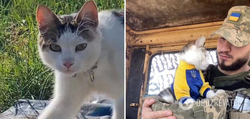 ''Это разбивает сердце'': в Одесской области исчез боевой котик ''Шайба'', военный попросил о помощи. Фото