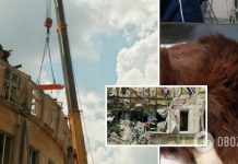Во Львове на 11-й день после ракетного удара под завалами нашли живого кота. Фото и видео
