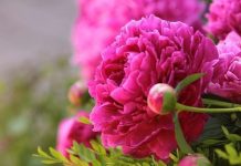 Саженцы пионов: выбор и посадка, секреты ухода и размножения – Лучшие советы садоводу