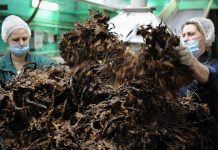 Глава ФНС заявил о признаках «схем» в пивной и табачной отраслях