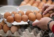 Минсельхоз рассказал, откуда в Россию повезут яйца