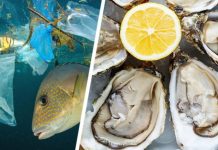 Туристам сообщили, где в Турции опасно заказывать мидии из-за их токсичности