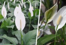 Что делать с «женским счастьем» чтобы оно наконец то зацвело: агроном раскрыла секрет