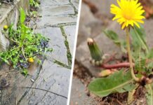 Дачник рассказал, как с помощью пищевой соды безопасно избавиться от сорняков, прорастающих между тротуарной плиткой