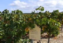 Каберне обогнало кодрянку: самые популярные сорта винограда в России